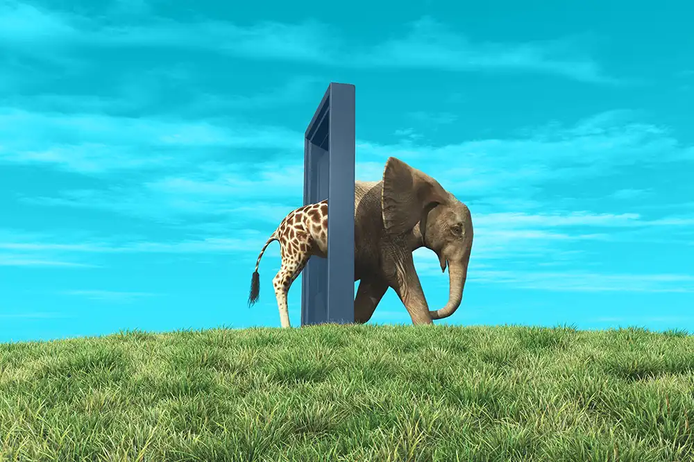 Giraffe and Elephant